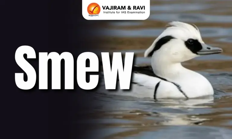 Smew