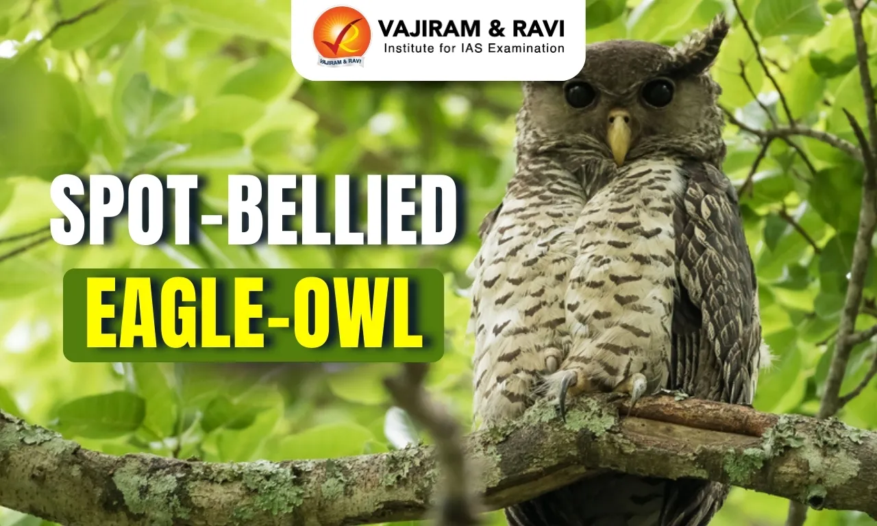 Spot-Bellied Eagle-Owl