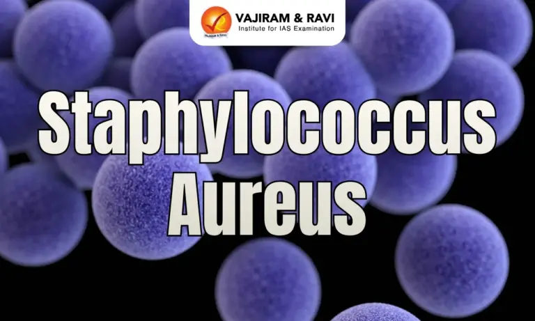 Staphylococcus Aureus