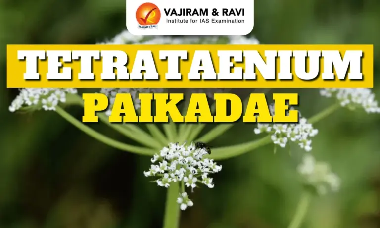 Tetrataenium Paikadae
