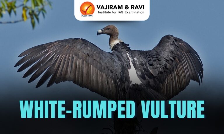 White-Rumped Vulture