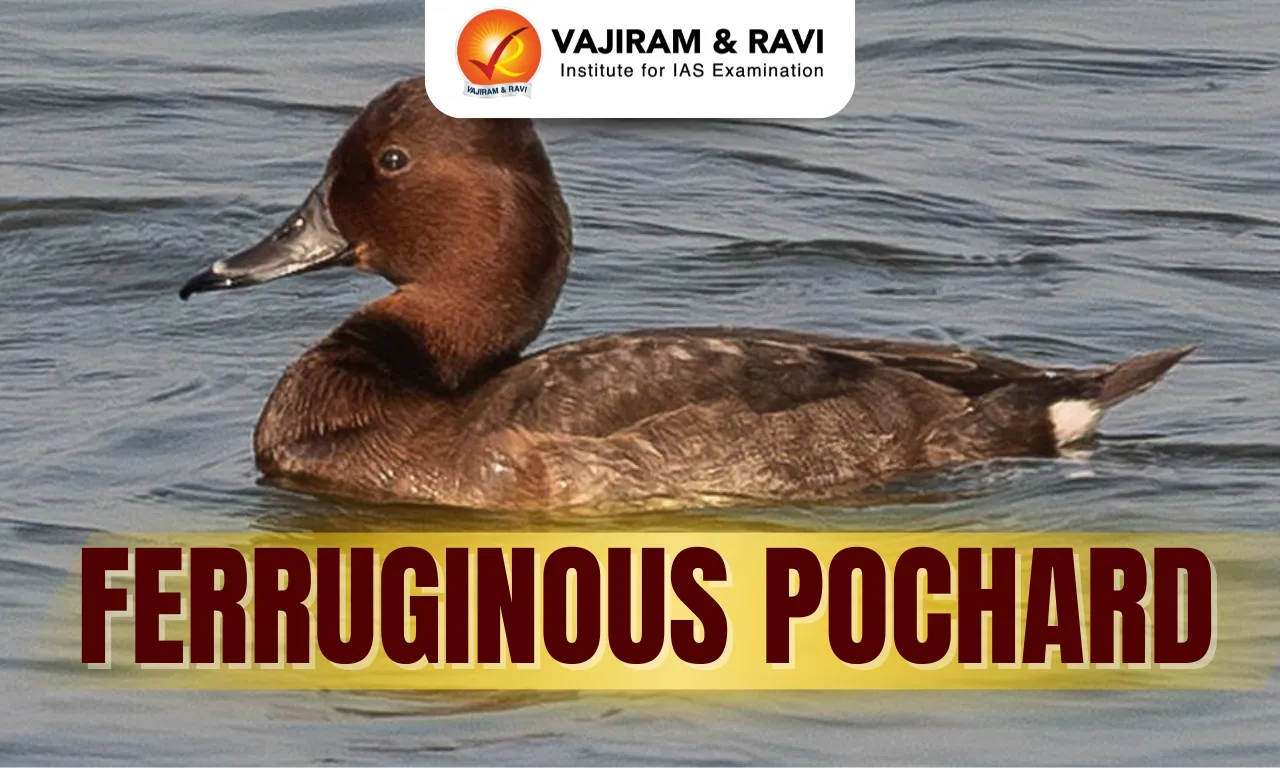 Ferruginous Pochard