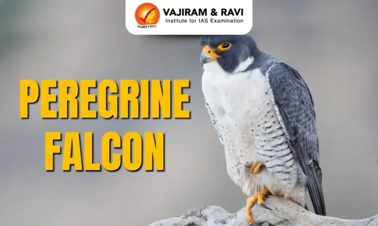 Peregrine Falcon