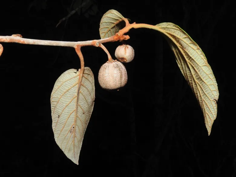Actinidia indica