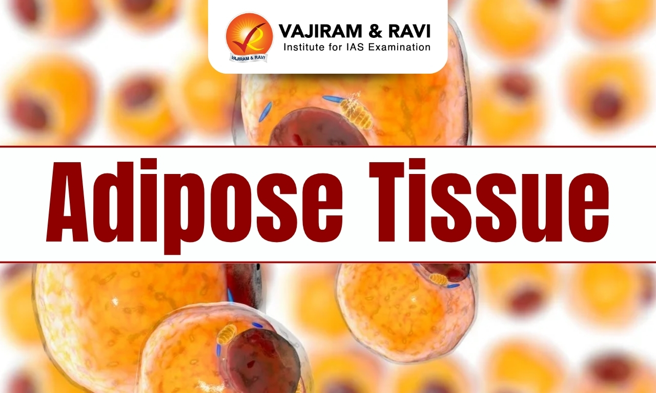 Adipose Tissue
