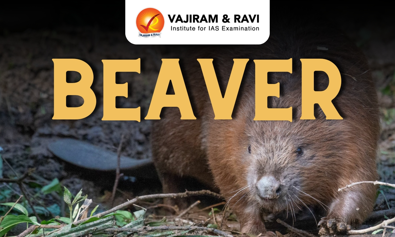 Beaver