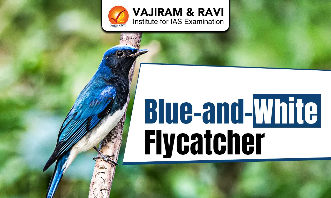 Blue-and-White Flycatcher