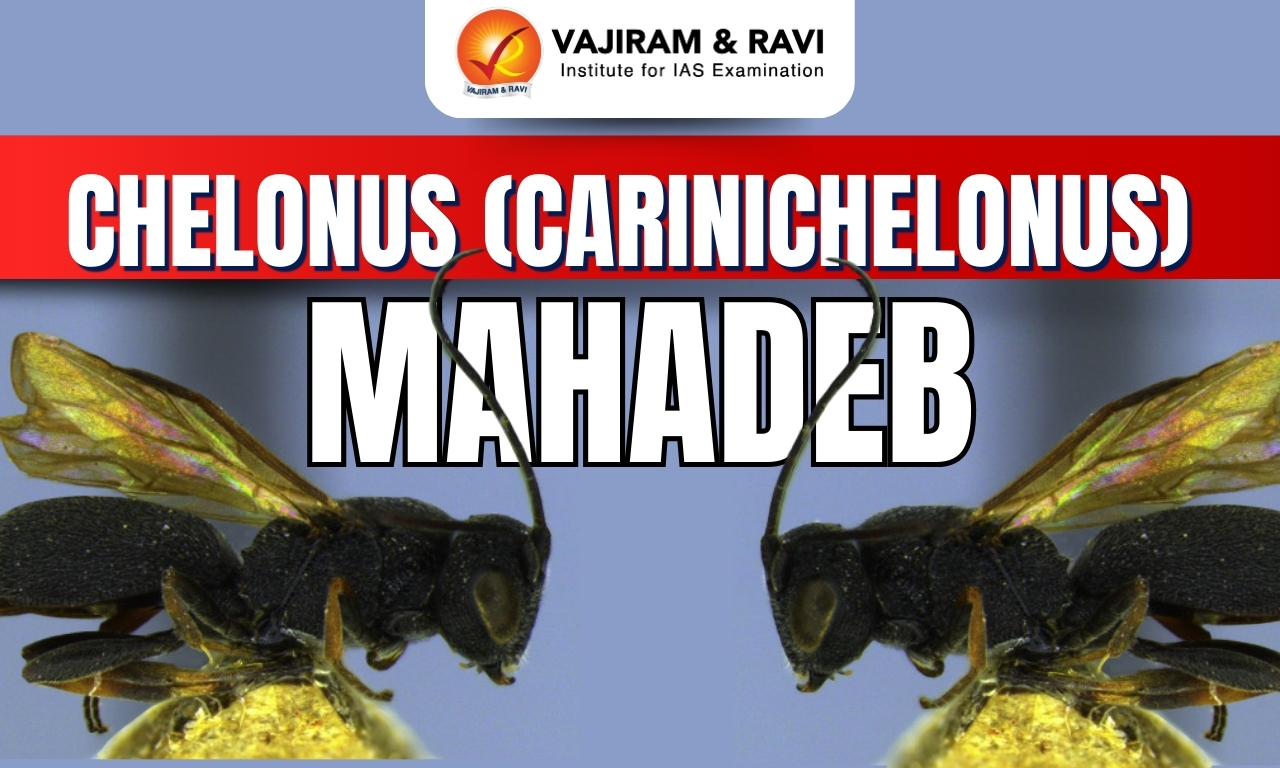 Chelonus (Carinichelonus) mahadeb