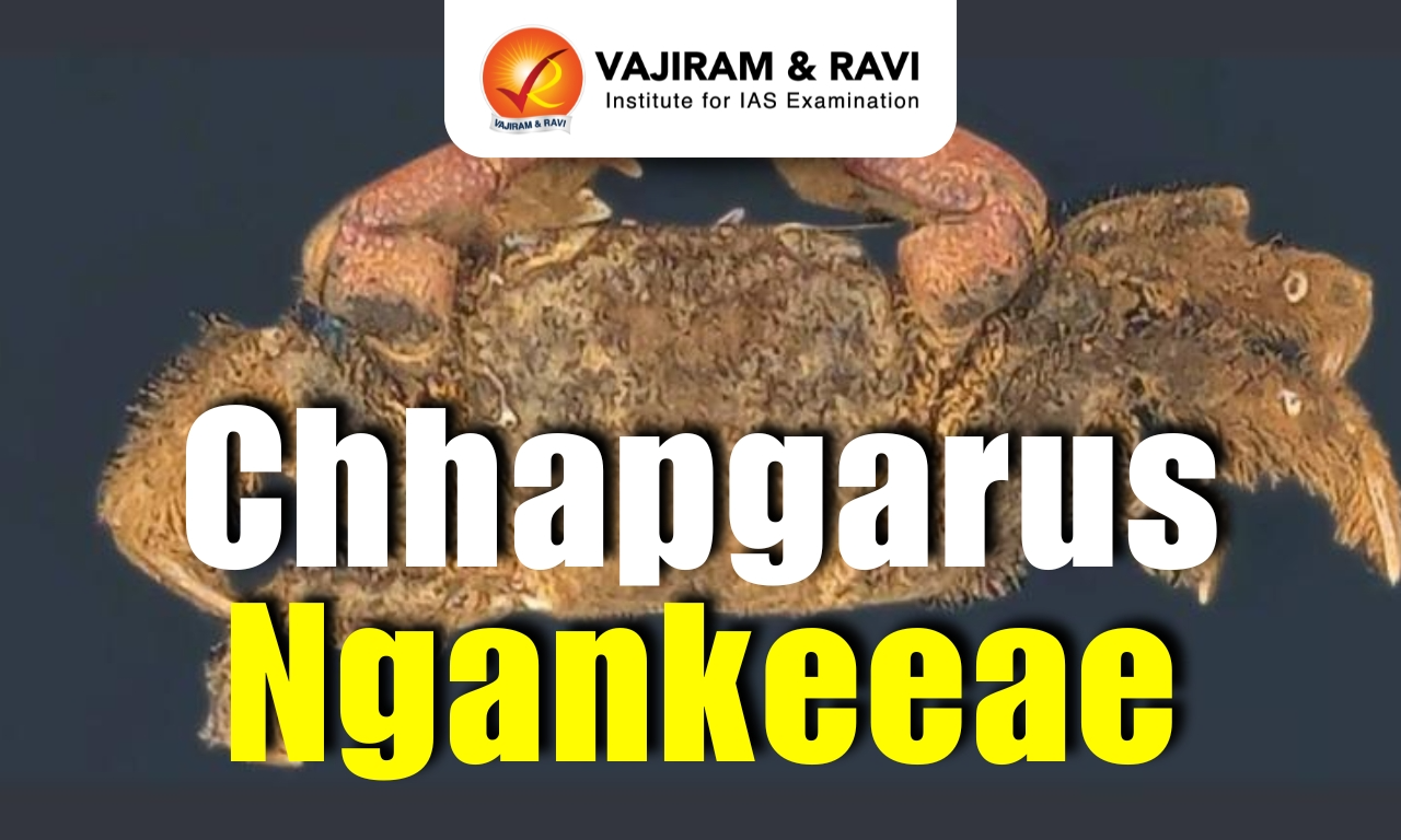 Chhapgarus ngankeeae