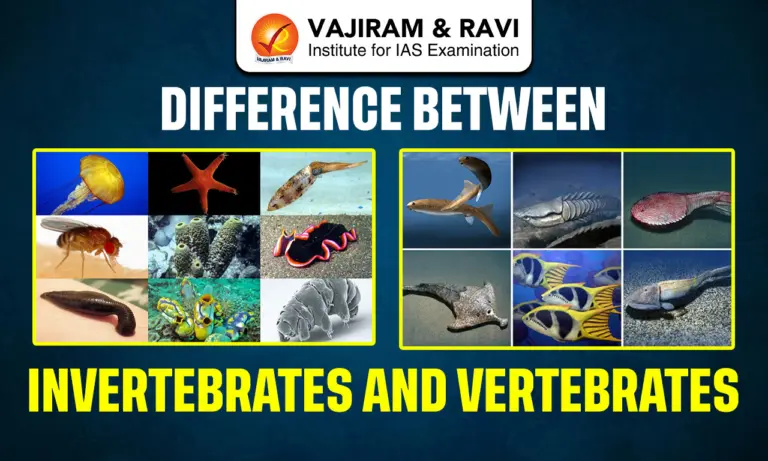 Difference Between Invertebrates and Vertebrates