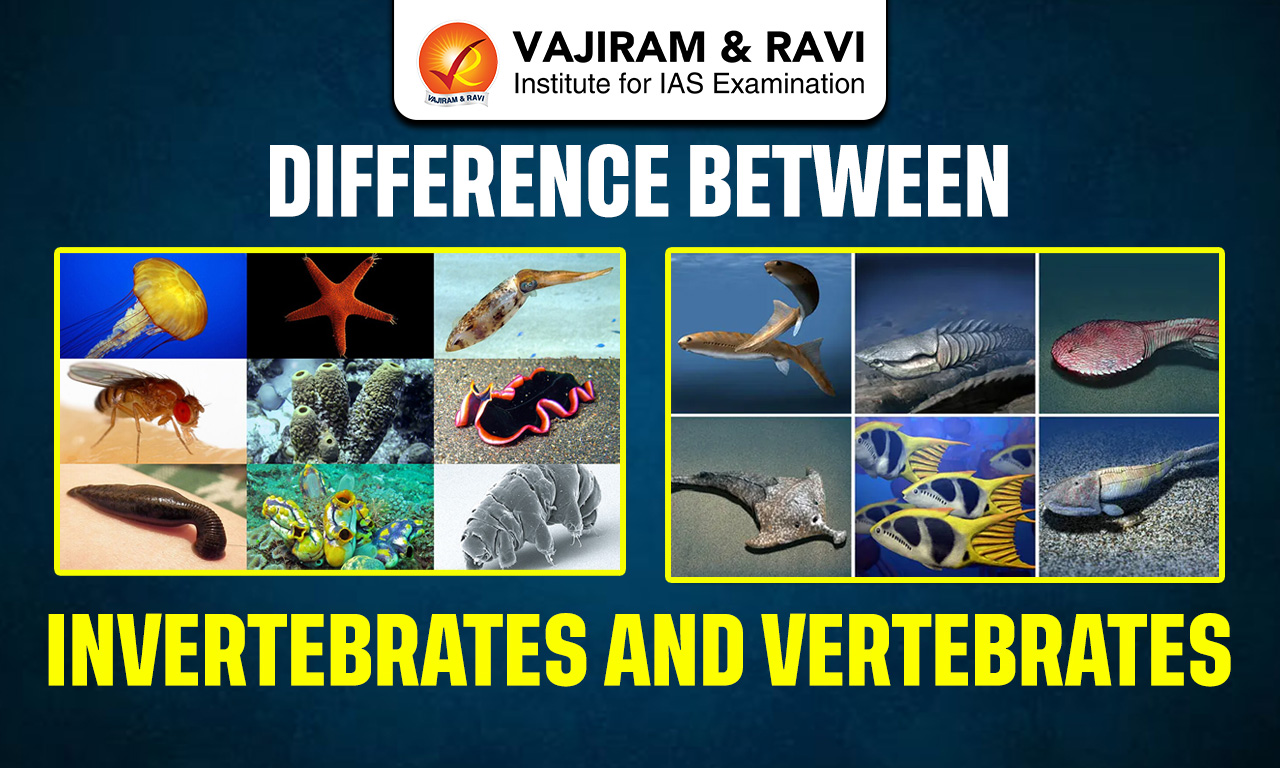 Difference Between Invertebrates and Vertebrates