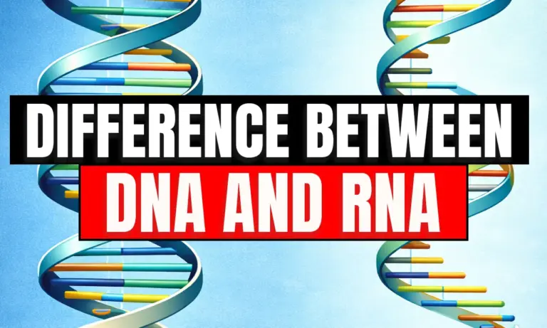 Difference between DNA and RNA