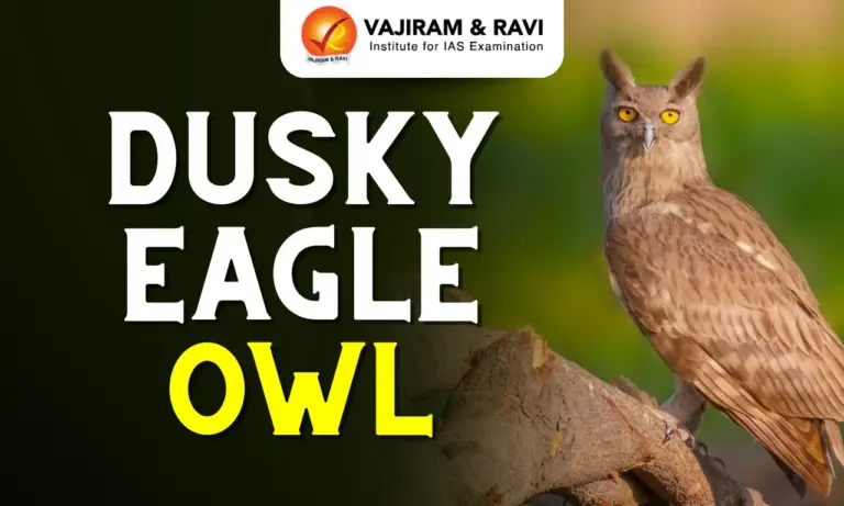 Dusky Eagle Owl