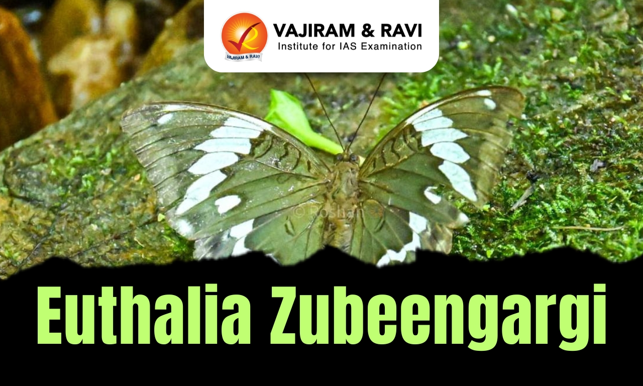 Euthalia zubeengargi