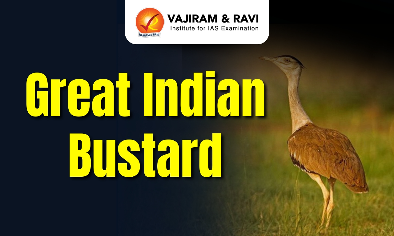 Great Indian Bustard