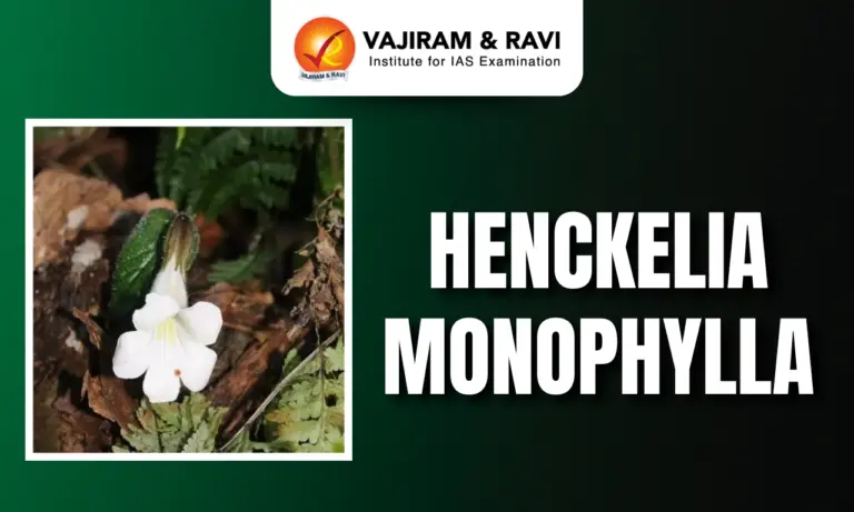 Henckelia Monophylla