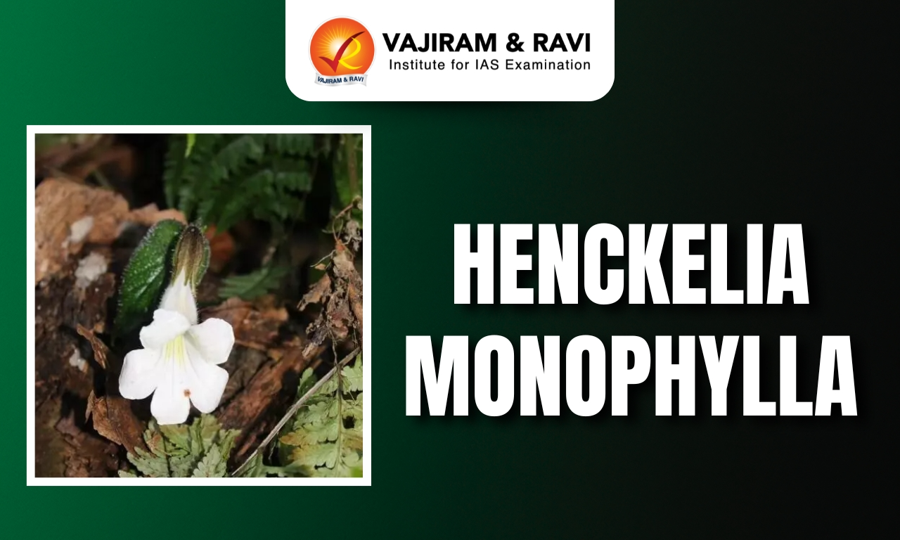 Henckelia Monophylla