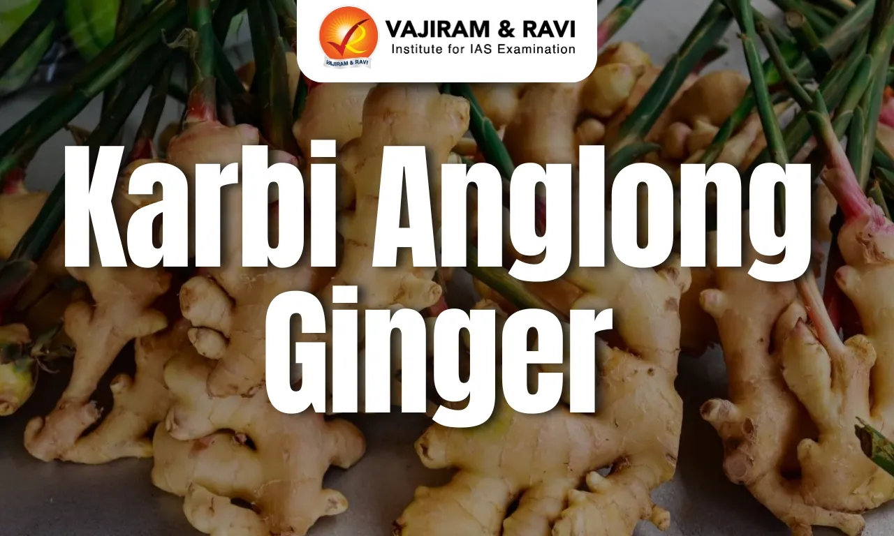 Karbi Anglong Ginger