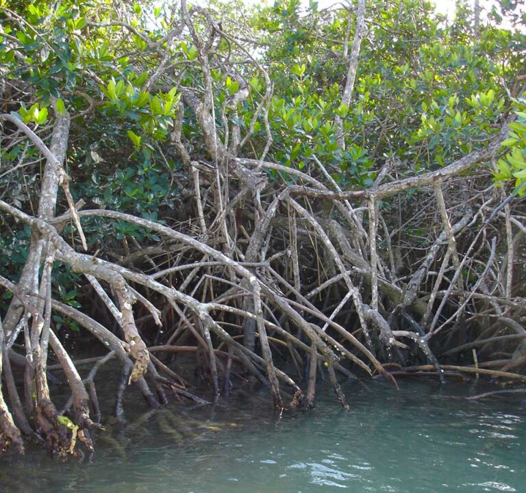 Mangroves