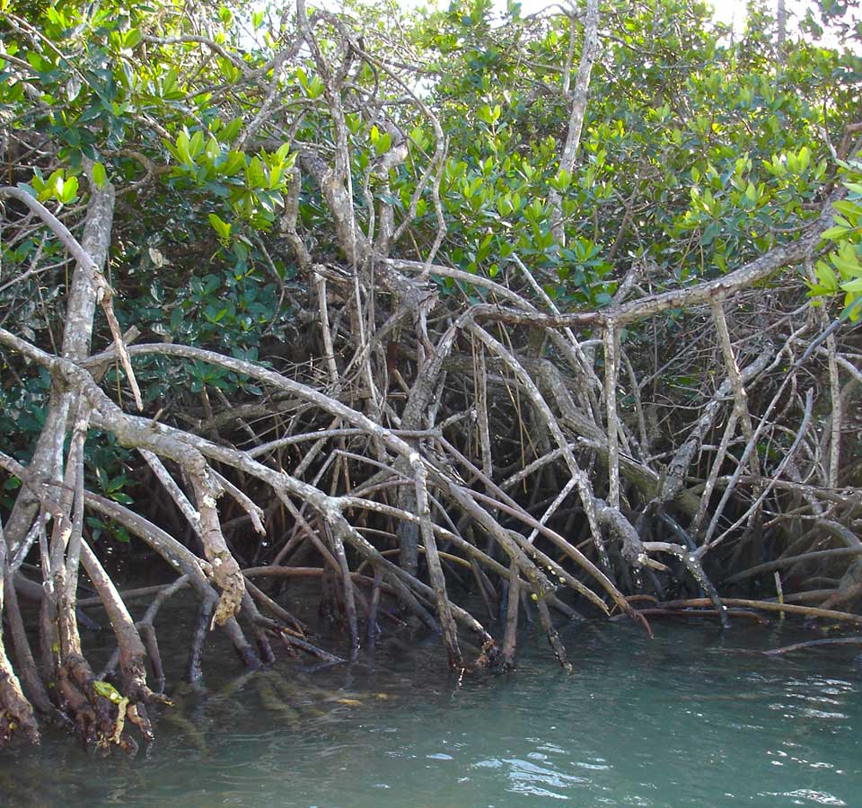 Mangroves