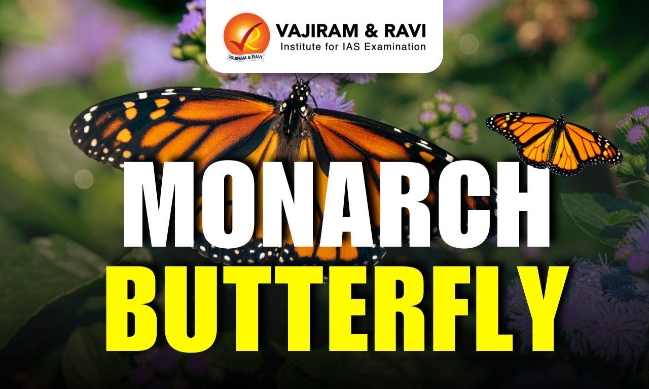 Monarch Butterfly