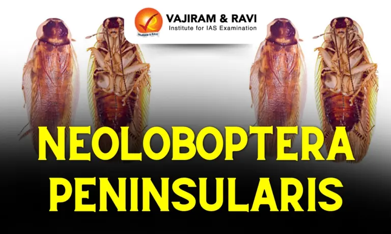 Neoloboptera Peninsularis