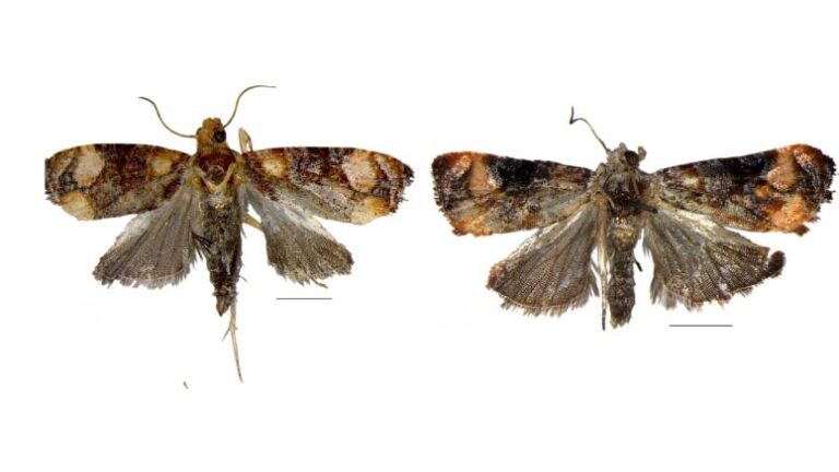 Two New Moth Species