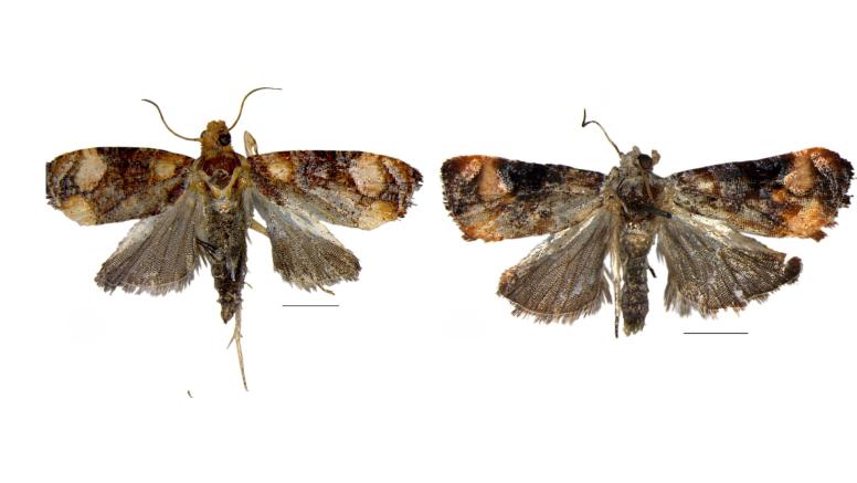 Two New Moth Species