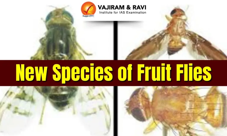 New Species of Fruit Flies