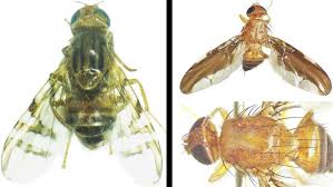 New Species of Fruit Flies
