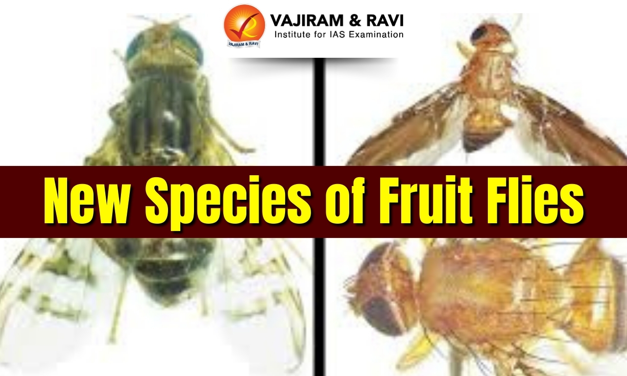 New Species of Fruit Flies
