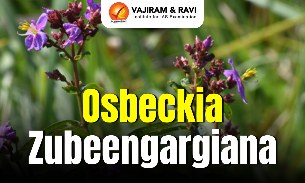 Osbeckia zubeengargiana