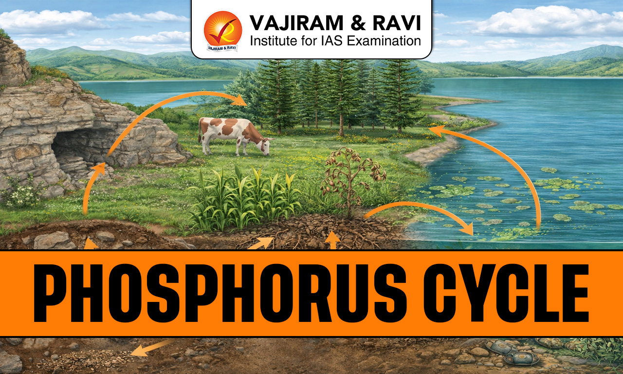 Phosphorus Cycle