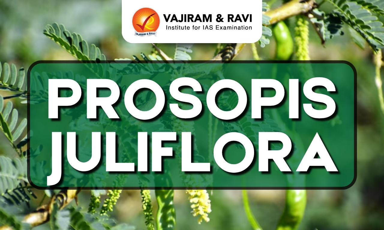 Prosopis Juliflora