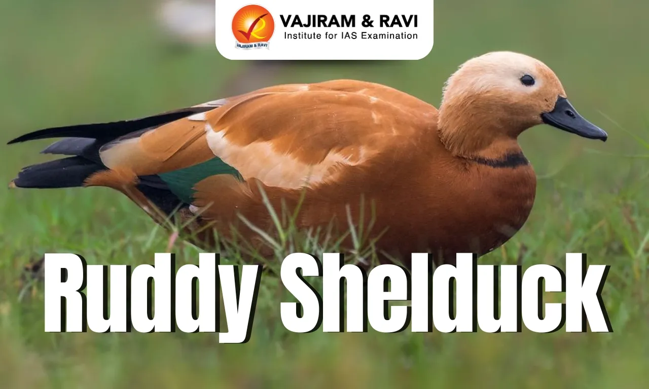 Ruddy Shelduck