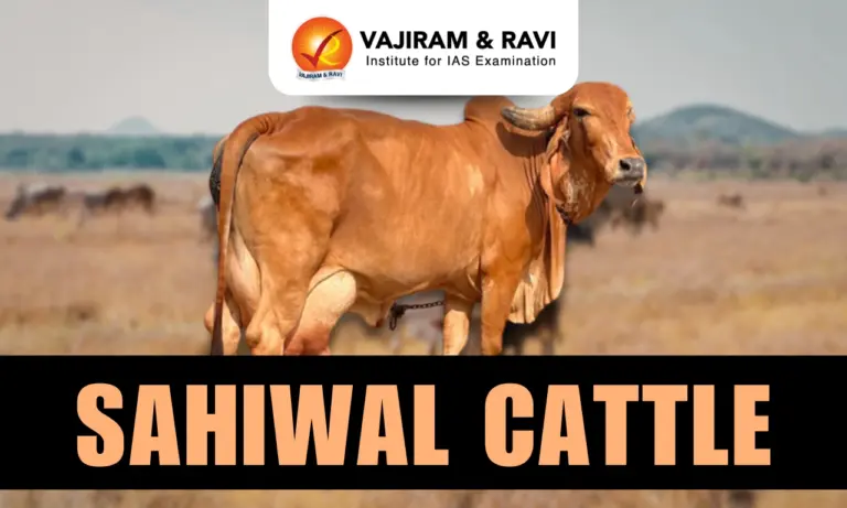 Sahiwal Cattle