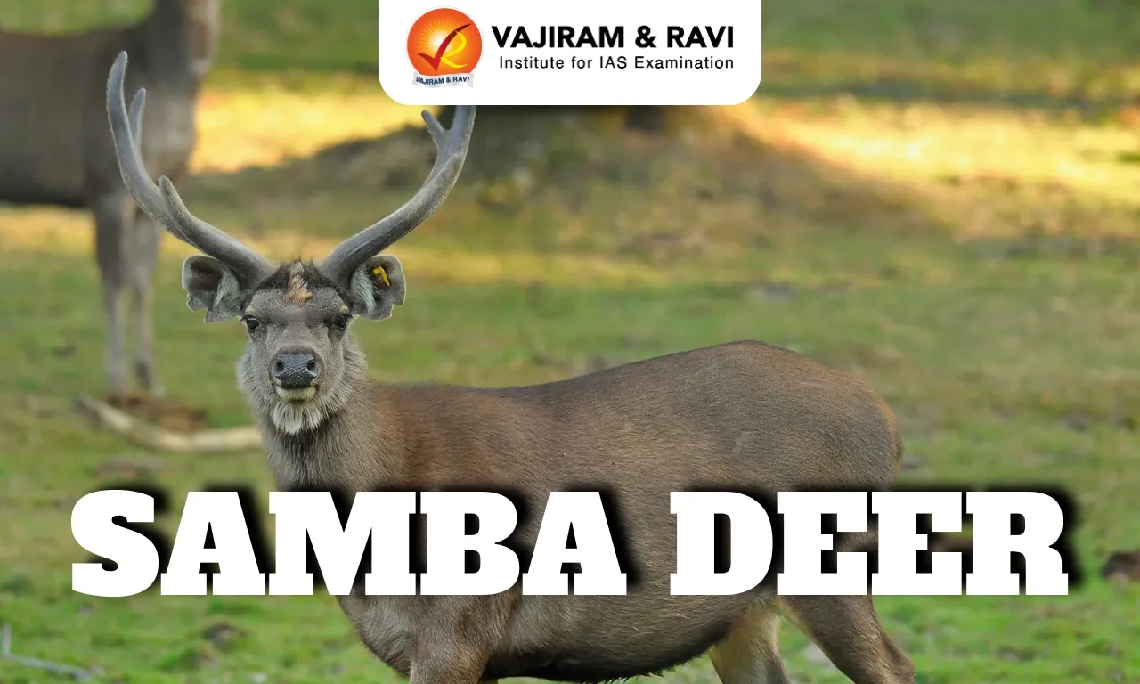Sambar Deer
