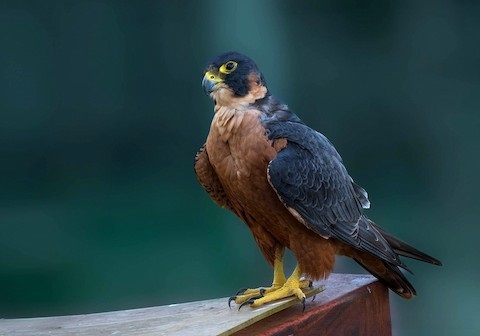 Shaheen Falcon