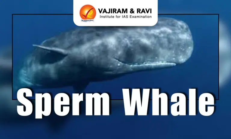 Sperm Whale