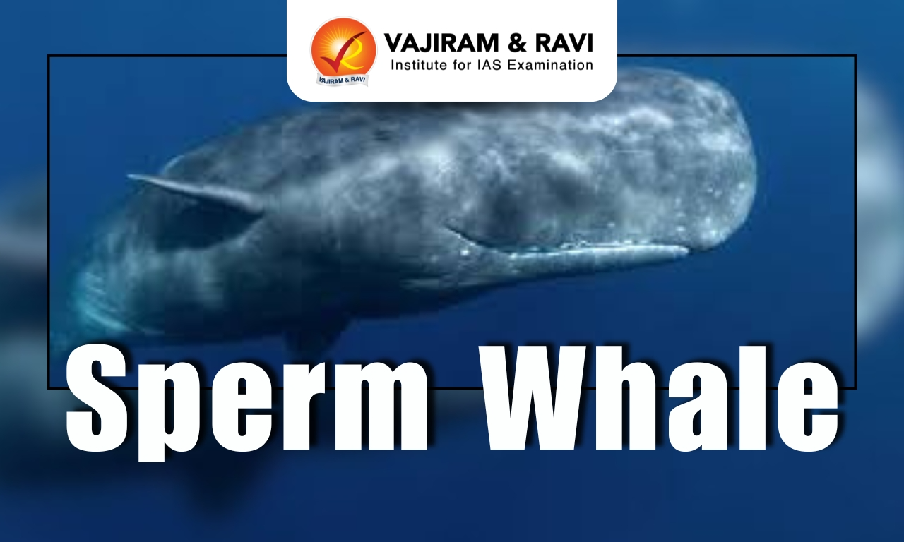 Sperm Whale