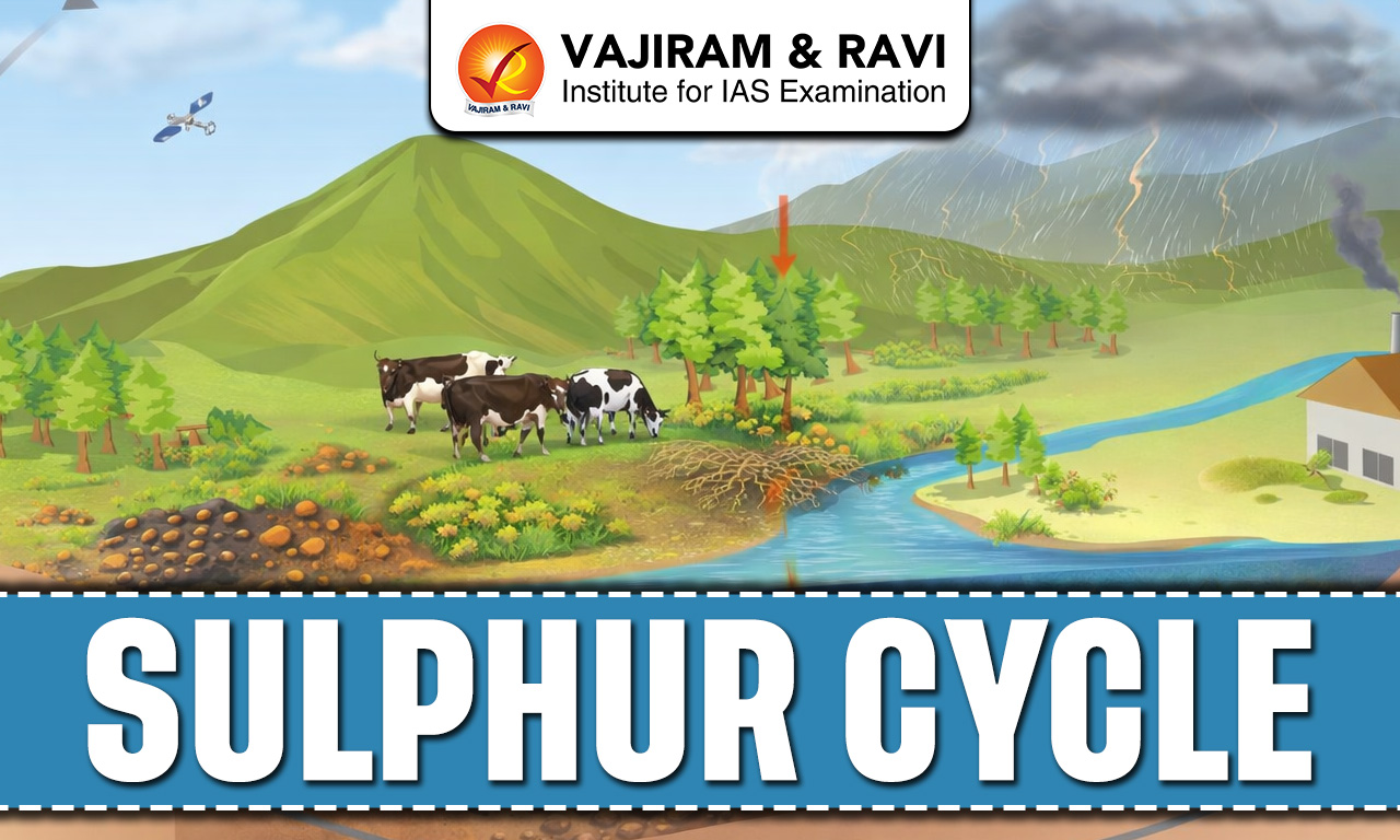 Sulphur Cycle