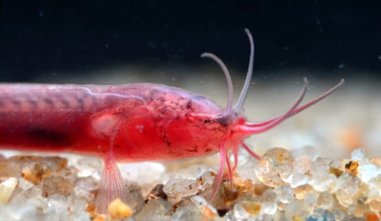 What is Gitchak nakana