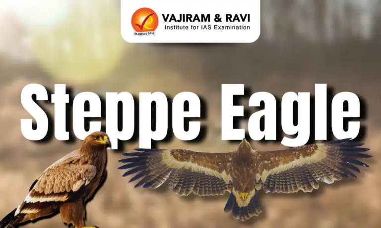 Steppe Eagle
