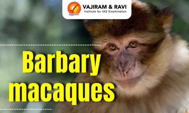 Barbary Macaque