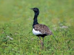 Bengal Florican