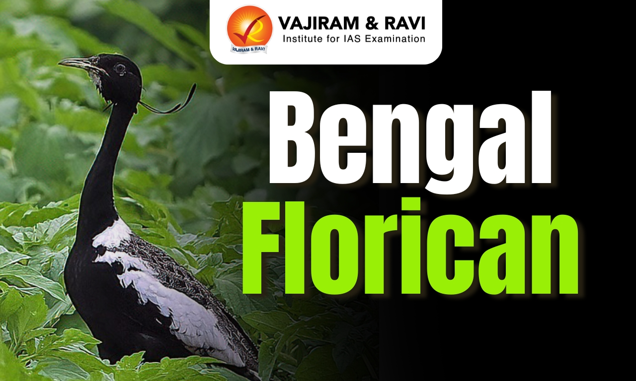 Bengal Florican