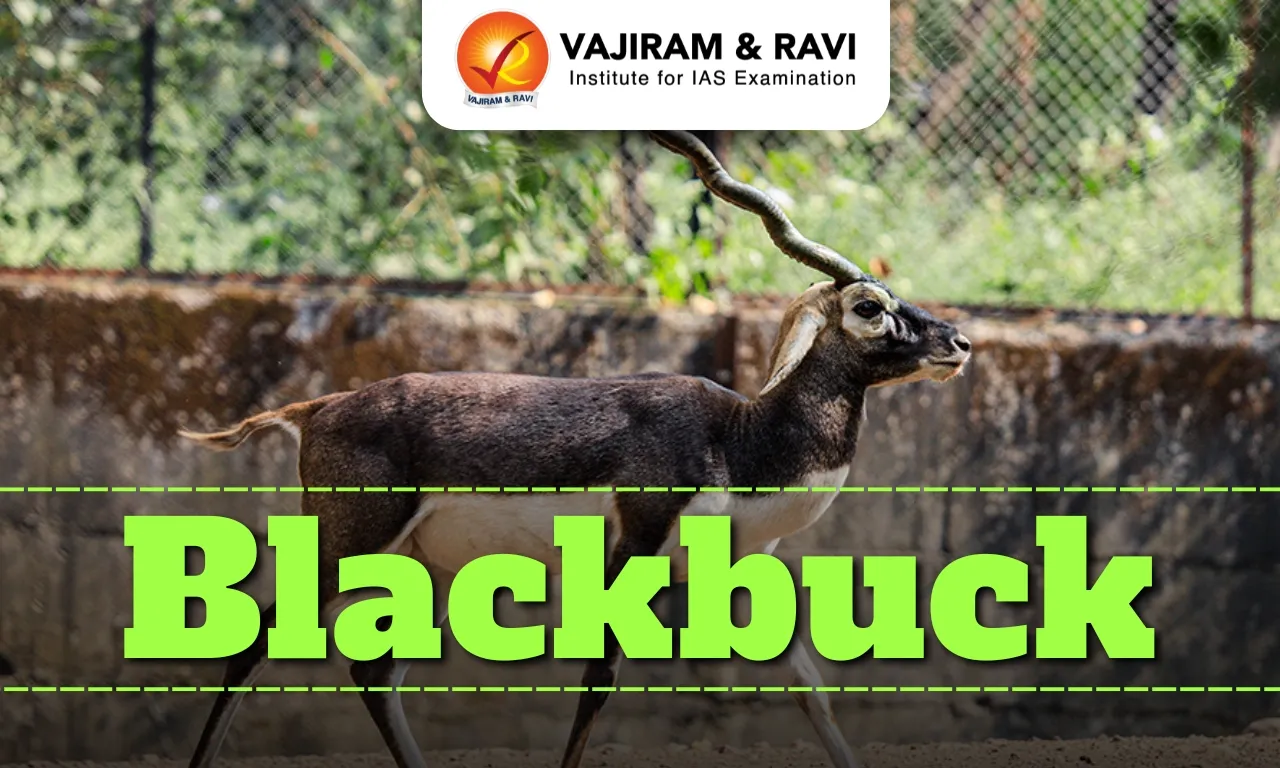 Blackbuck