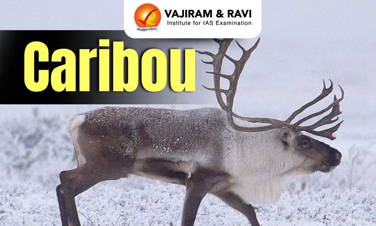 Caribou