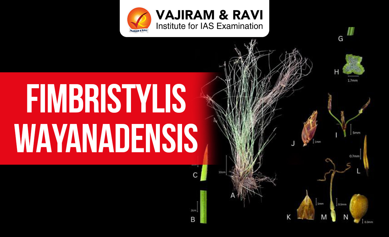 Fimbristylis wayanadensis