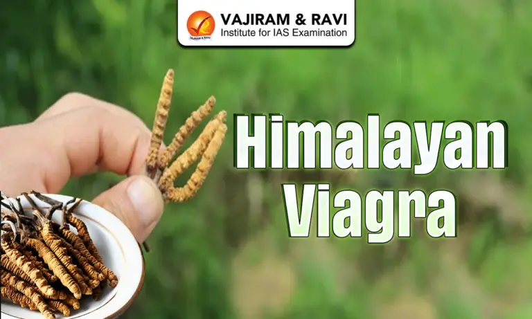 Himalayan Viagra